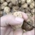 云南漾濞白皮大麻子32以上的大果10一公斤，运费35元袋