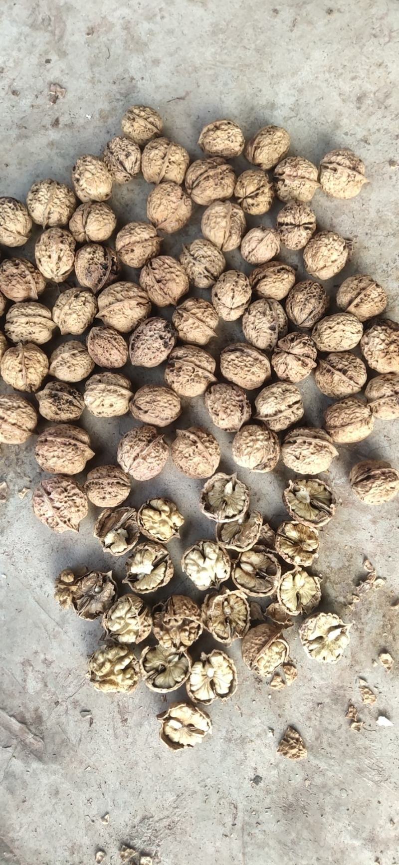 云南漾濞白皮大麻子32以上的大果10一公斤，运费35元袋