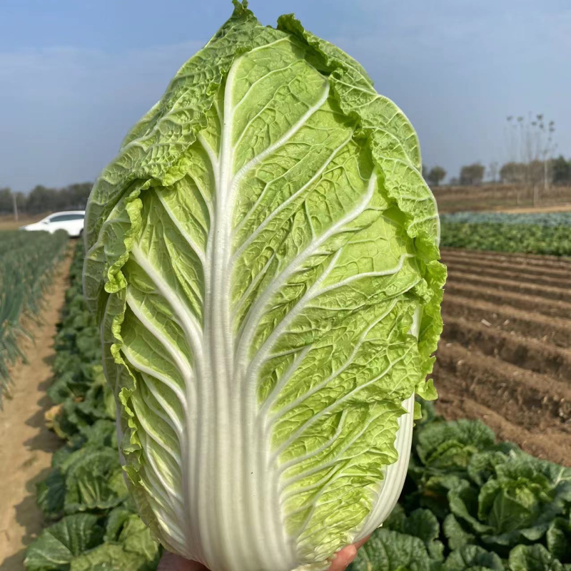 平度黄心白菜🥬纯黄心💛，大小车随到随装，山东