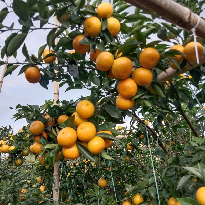 沃柑准备上市有老板看中的吗