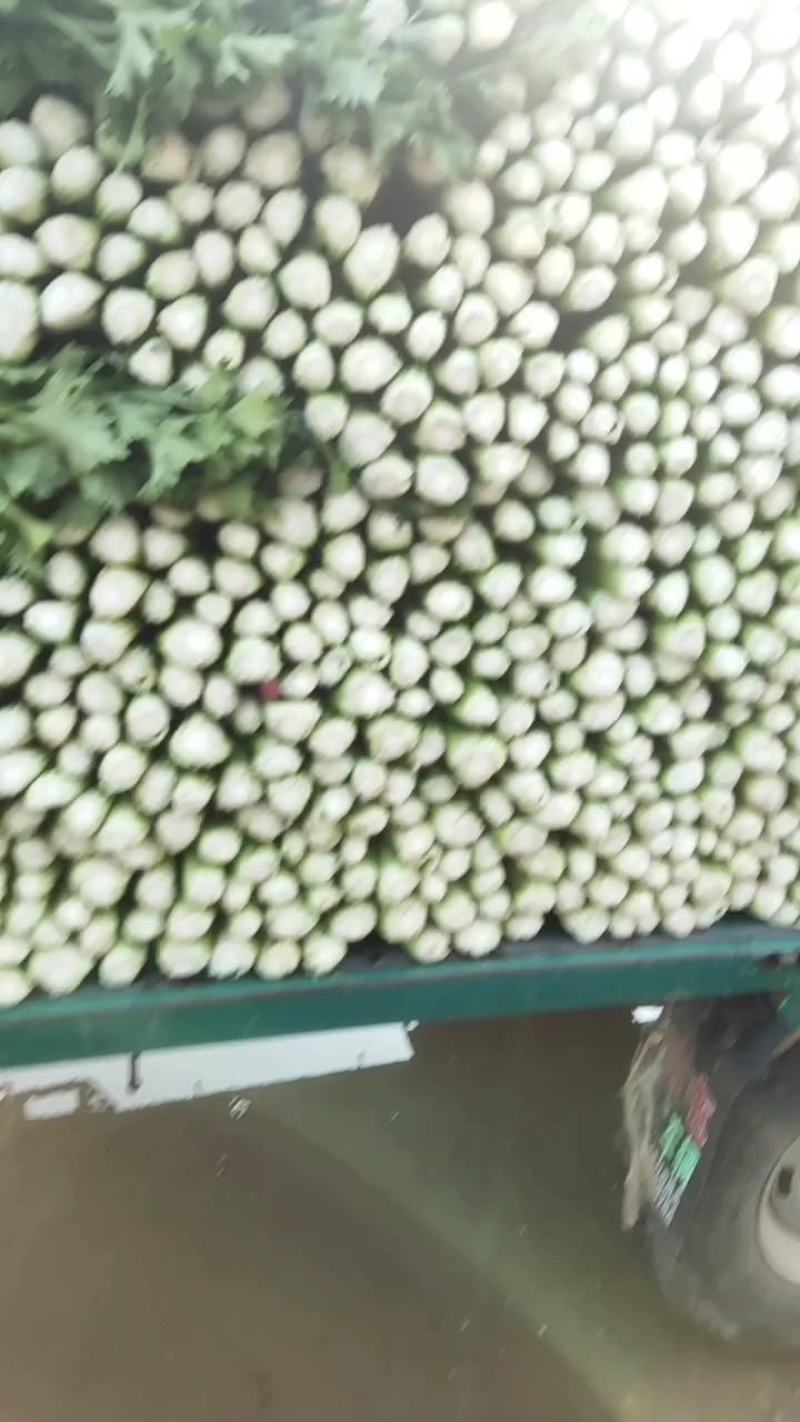 精品芹菜大量上市。细颗中颗都有。走超市，市场。大量有货