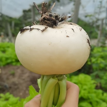 眉山圆萝卜现货每天出！