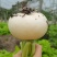 眉山圆萝卜现货每天出！