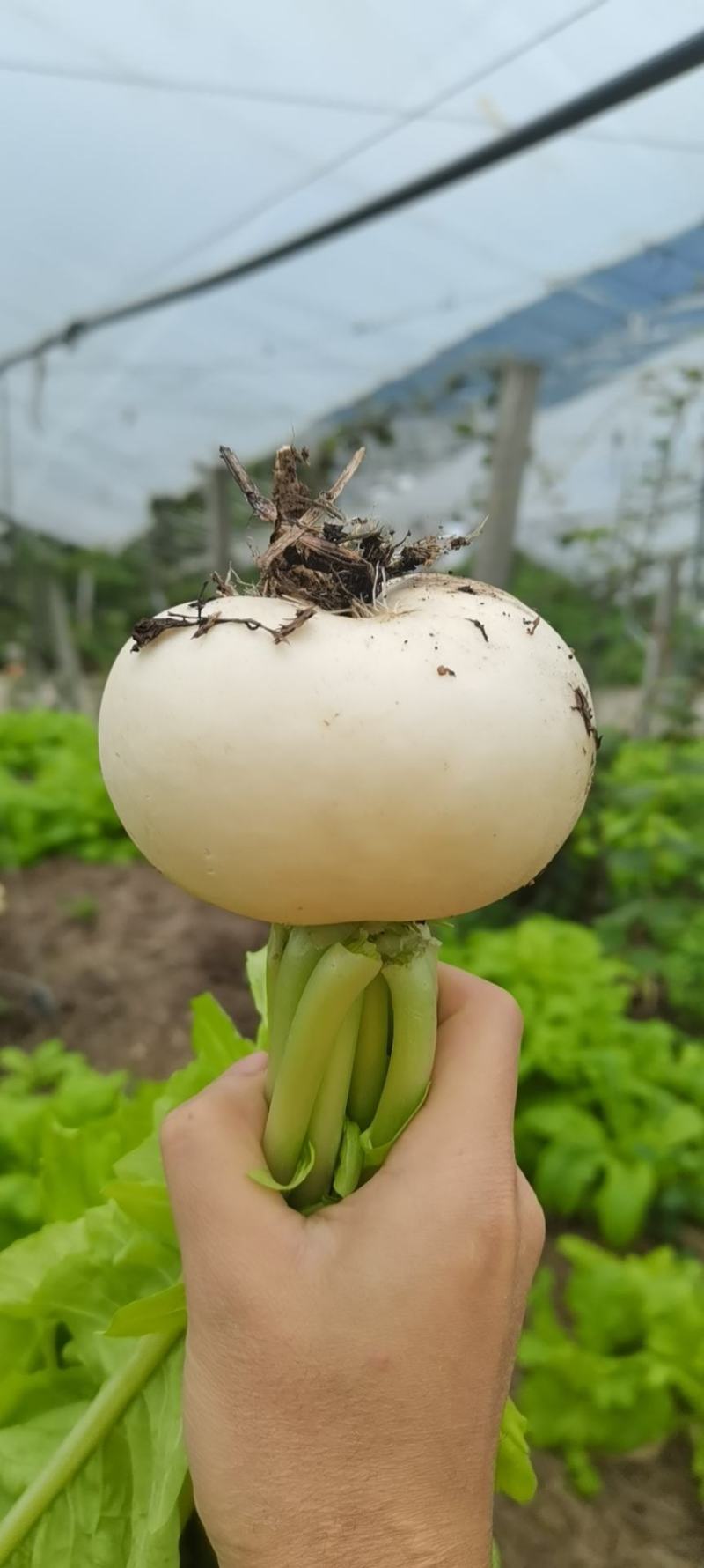眉山圆萝卜现货每天出！