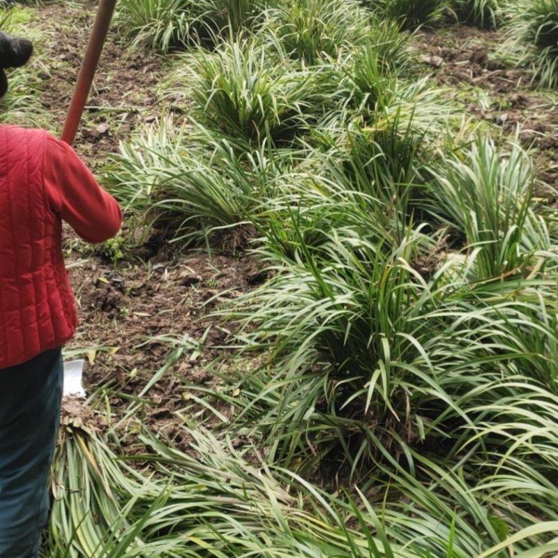 石菖蒲种苗产量大、含量高，一年四季均可种植