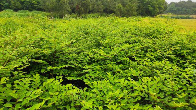 野生虎杖花斑竹酸筒杆酸汤梗班杖根黄地榆