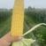 有机水果玉米质量保证基地种植每天40000斤联系