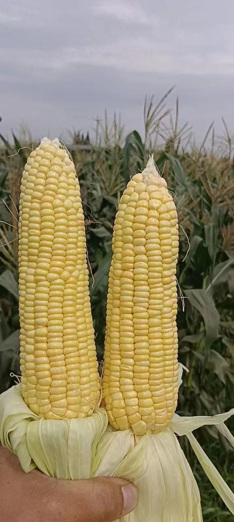 有机水果玉米质量保证基地种植每天40000斤联系
