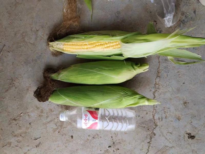 有机水果玉米质量保证基地种植每天40000斤联系