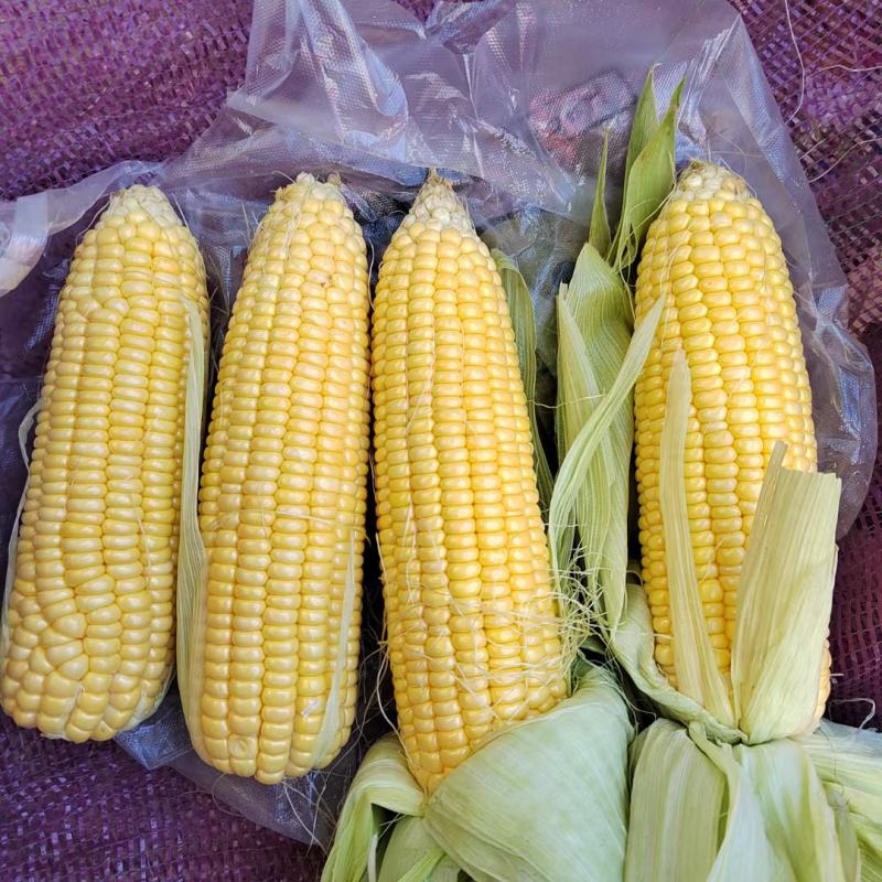 有机水果玉米质量保证基地种植每天40000斤联系