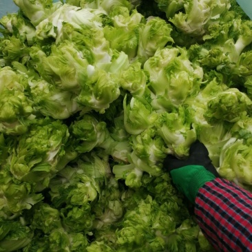 儿菜，娃娃菜，万亩蔬菜基地，一手货源，随到随装，诚信经营