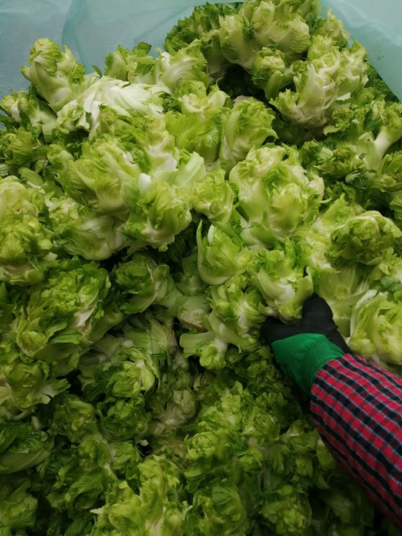 儿菜，娃娃菜，万亩蔬菜基地，一手货源，随到随装，诚信经营