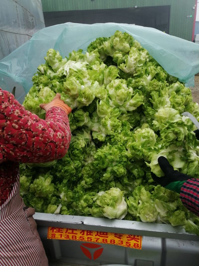 儿菜，娃娃菜，万亩蔬菜基地，一手货源，随到随装，诚信经营