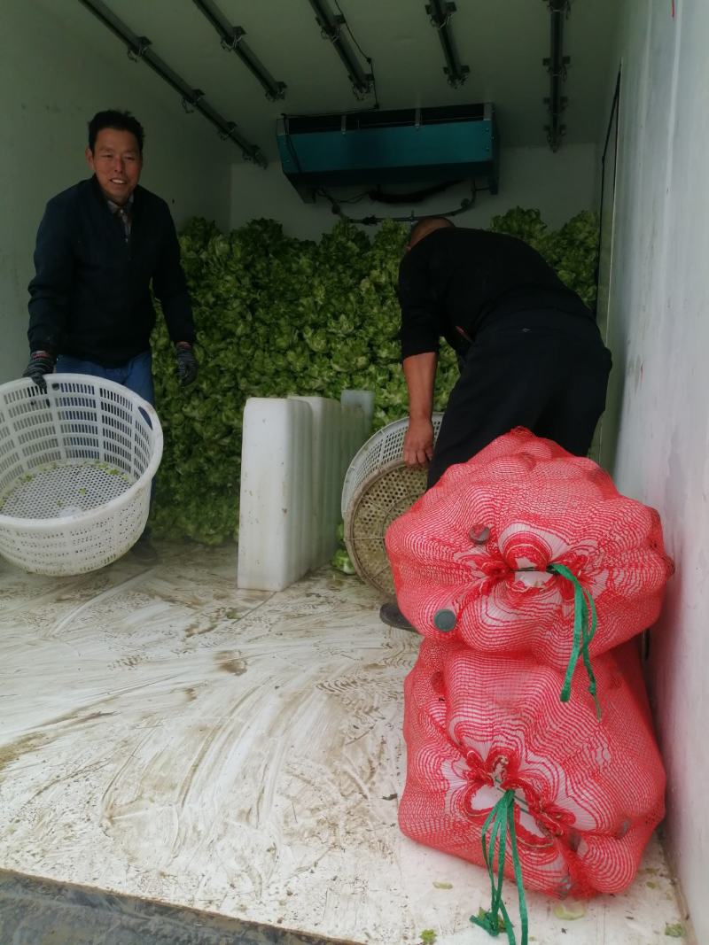 儿菜，娃娃菜，万亩蔬菜基地，一手货源，随到随装，诚信经营