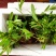 野生鸡头薯猪仔薯猪仔笠野良茹区奔精