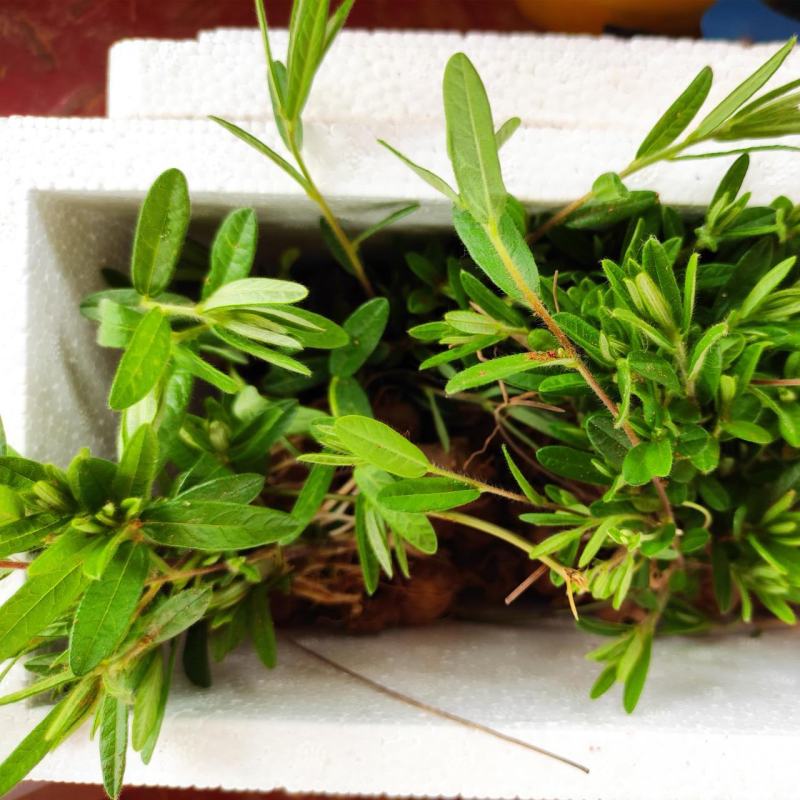 野生鸡头薯猪仔薯猪仔笠野良茹区奔精