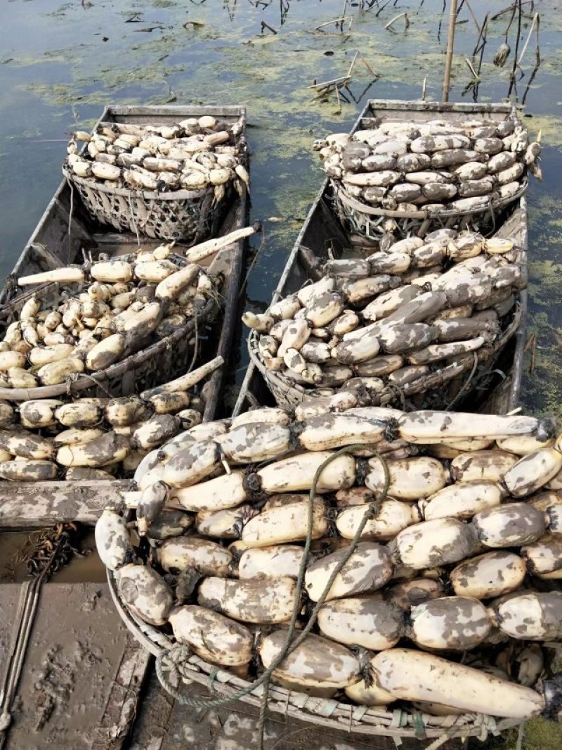【合作社种植】洪湖莲藕6号大量上市货源充足全国发货