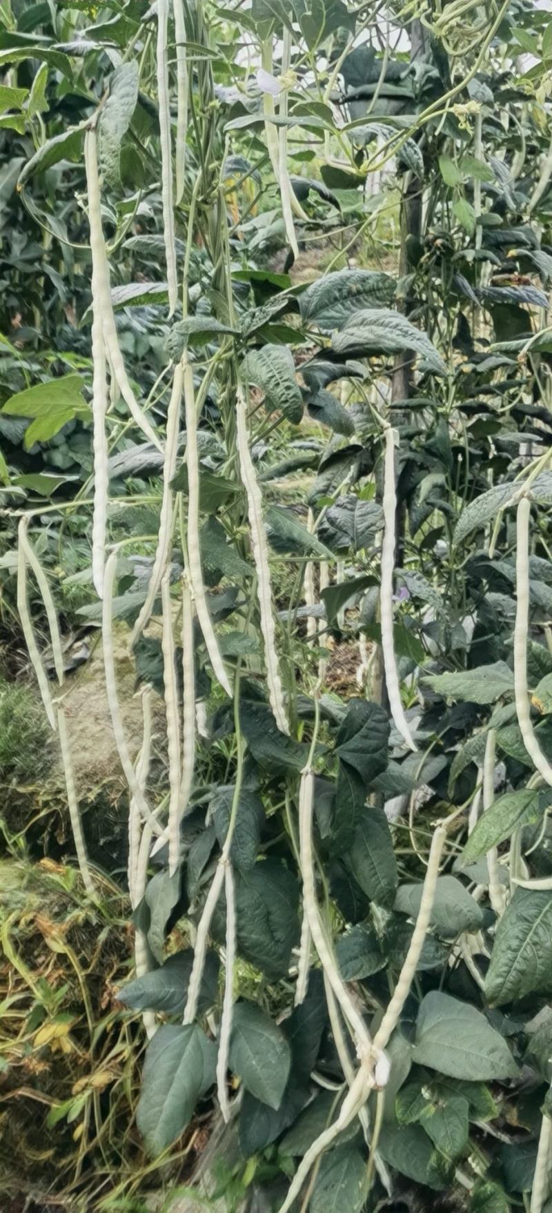 白条豇豆种子红嘴白胖子早熟厚肉白条红嘴条荚顺美抗寒