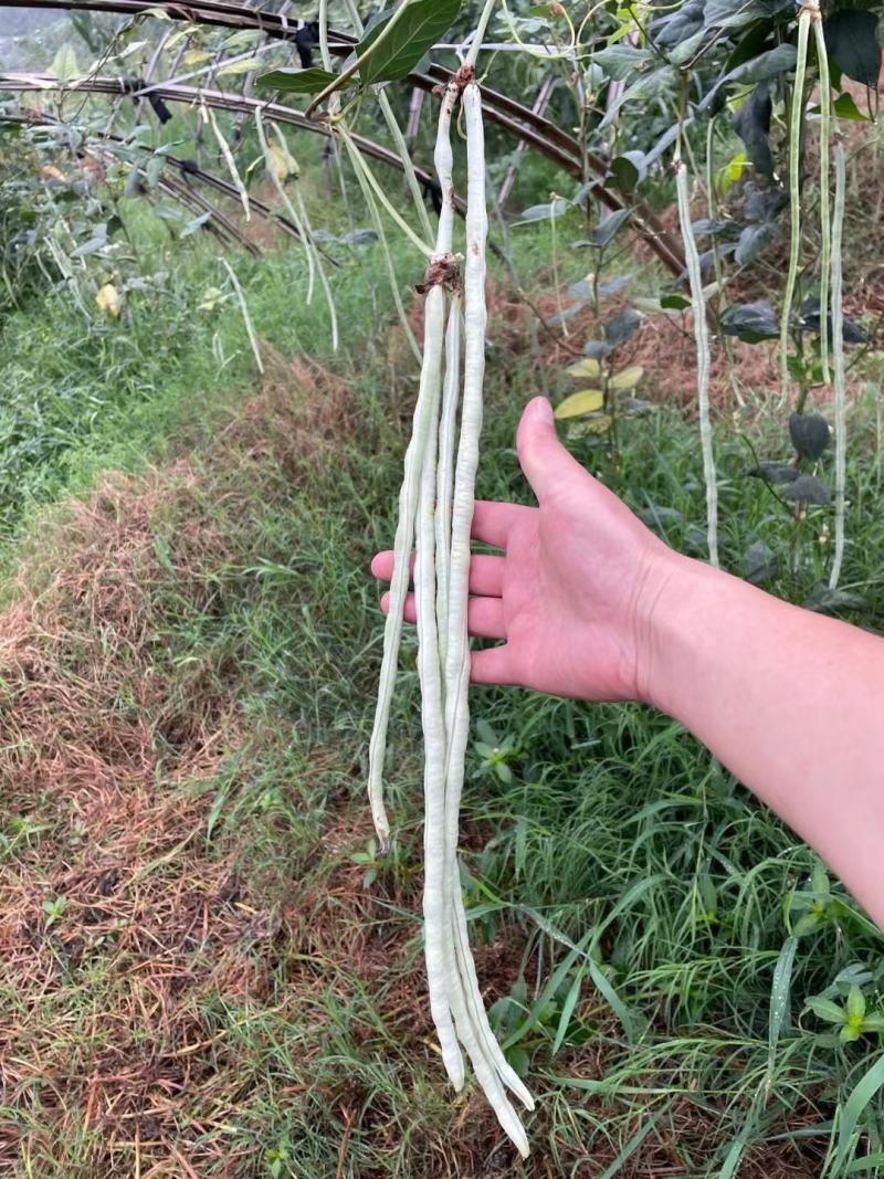 白条豇豆种子红嘴白胖子早熟厚肉白条红嘴条荚顺美抗寒