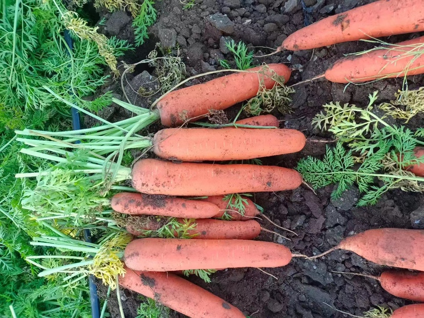 胡萝卜苹果姜汁,富含抗氧化成分,有助于促进身体排毒 胡萝卜苹果姜汁