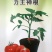 力王神根番茄砧木种子嫁接番茄种籽亲和力好高抗青枯病枯萎病