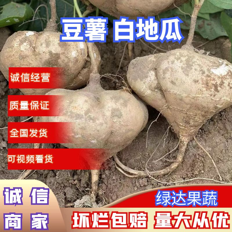 【凉薯】地瓜，豆薯，白地瓜，货源充足，品质保证，持续发货