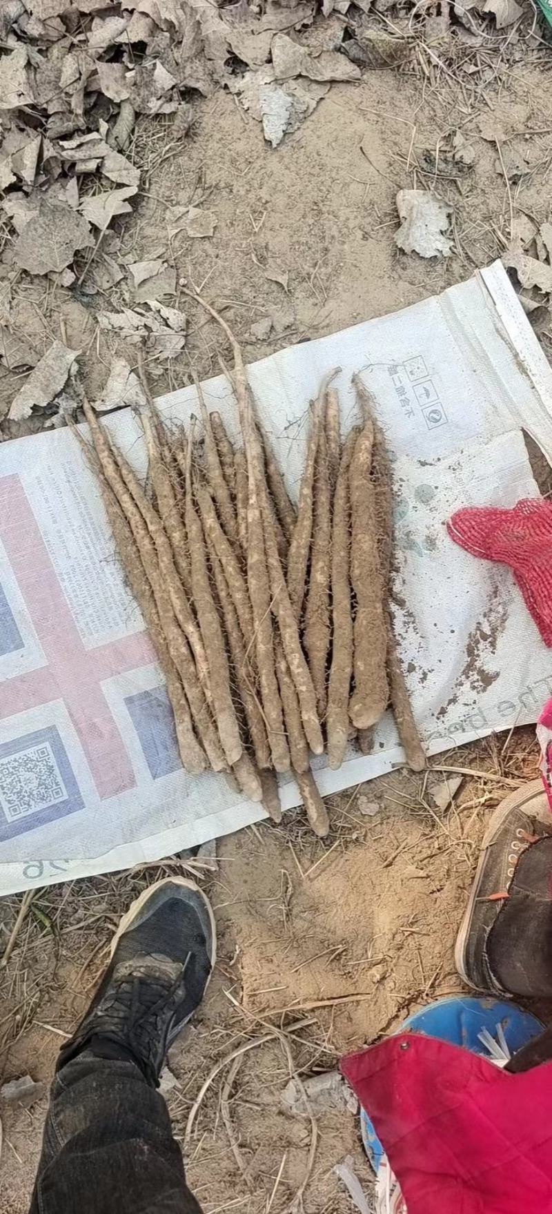 精选山药小白嘴山药大量上市货源充足欢迎老板咨询