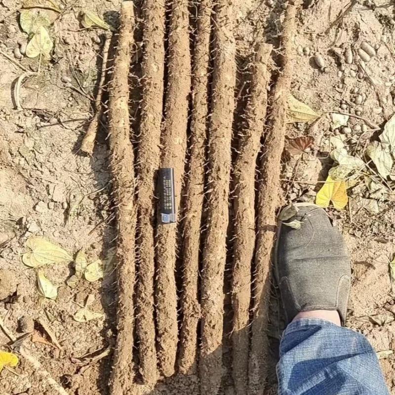 精选山药小白嘴山药大量上市货源充足欢迎老板咨询