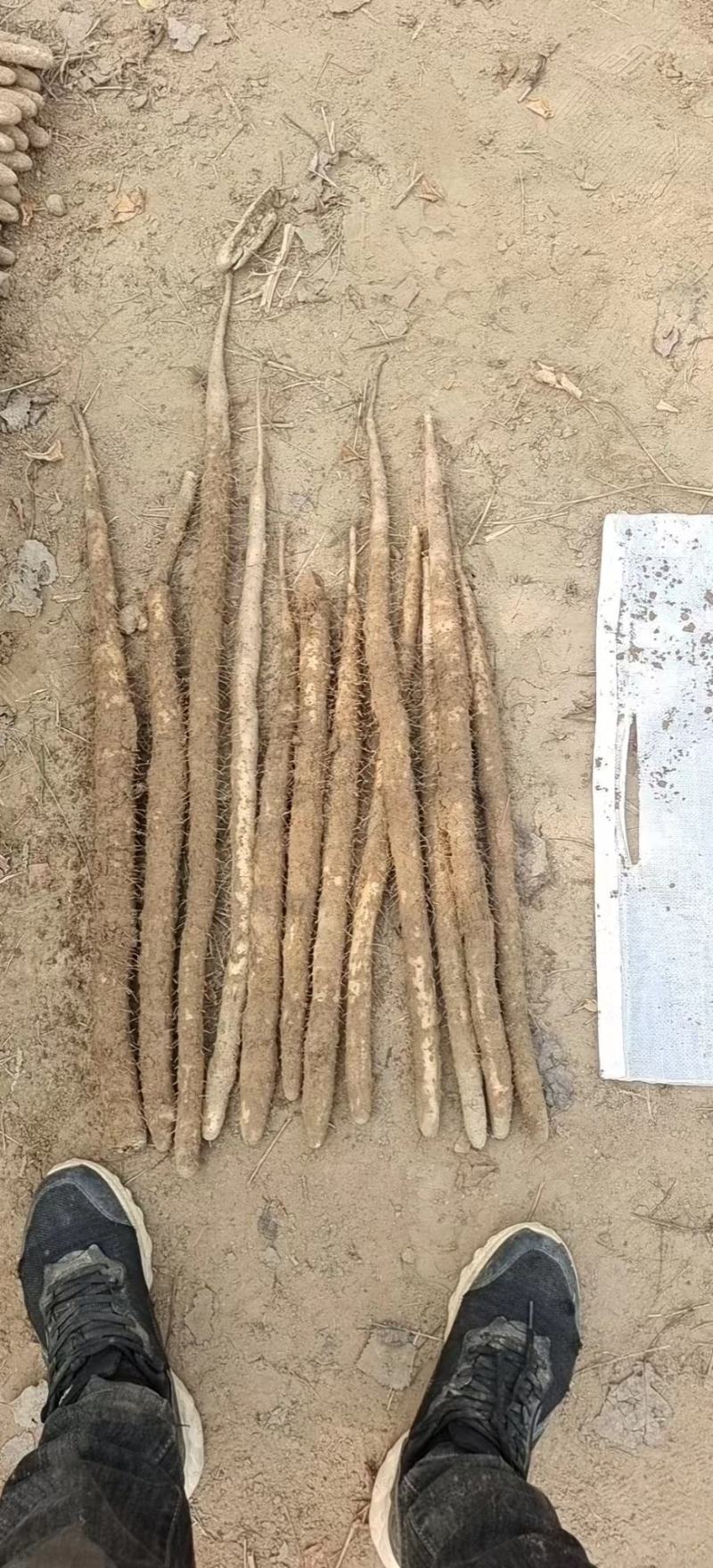 精选山药小白嘴山药大量上市货源充足欢迎老板咨询