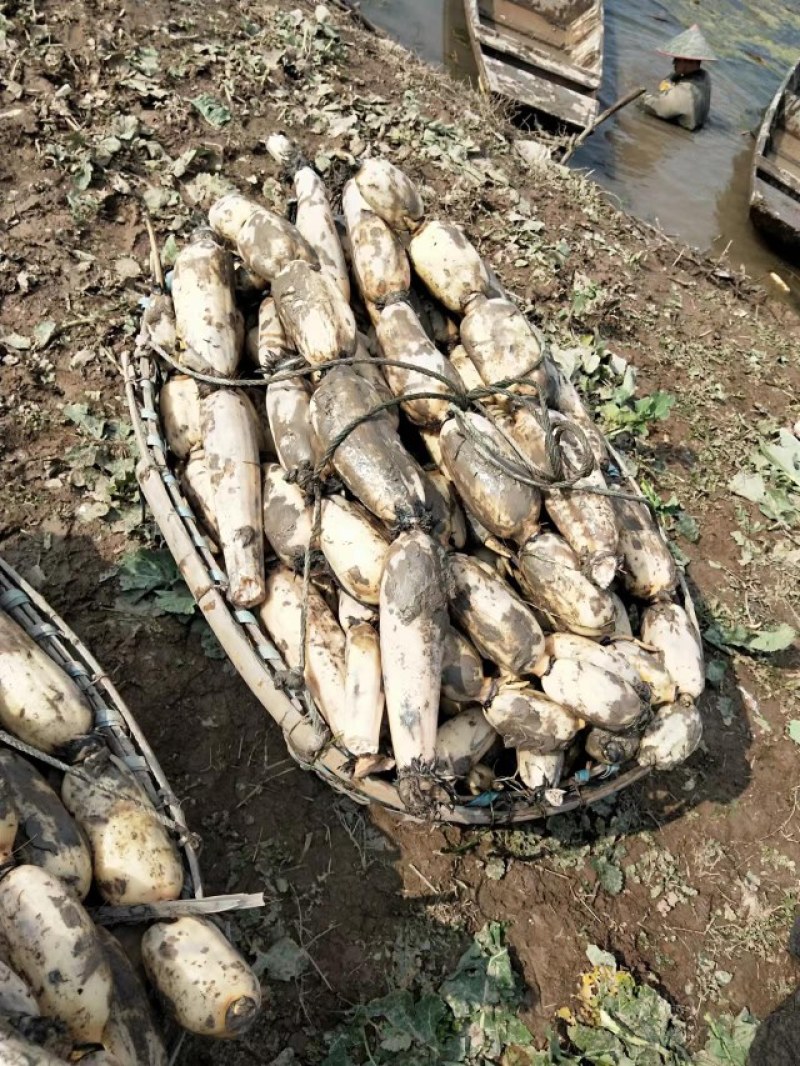 【牛商推荐】洪湖莲藕大量上市常年供应对接批发市场商超