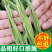 贡菜干特级苔干火锅干货新鲜脱水蔬菜响菜非莴笋干农家土特产