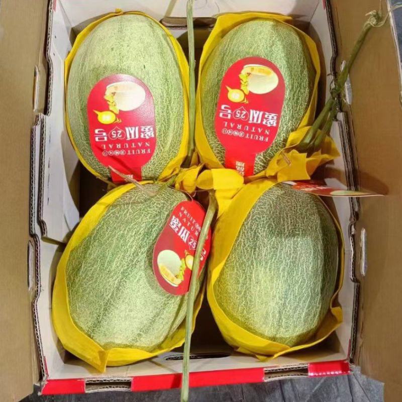海南哈密瓜晓密25号大量供应市场，电商，社区团购一条龙