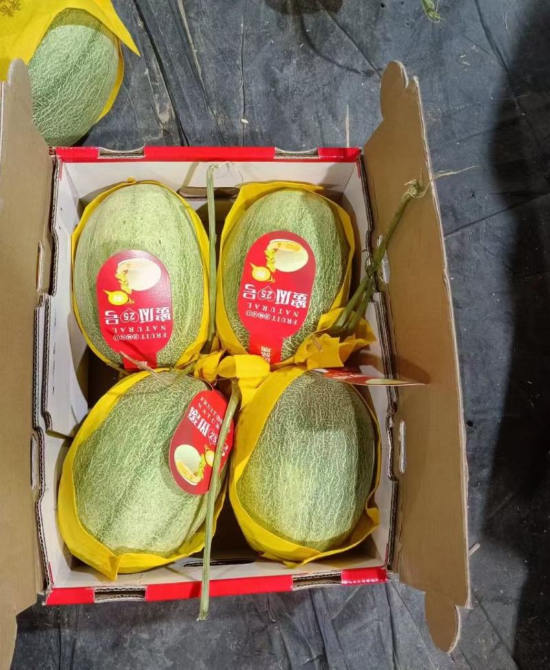 海南哈密瓜晓密25号大量供应市场，电商，社区团购一条龙