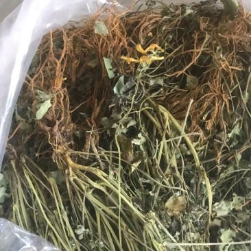 【推荐】广西南宁岩黄连干货
