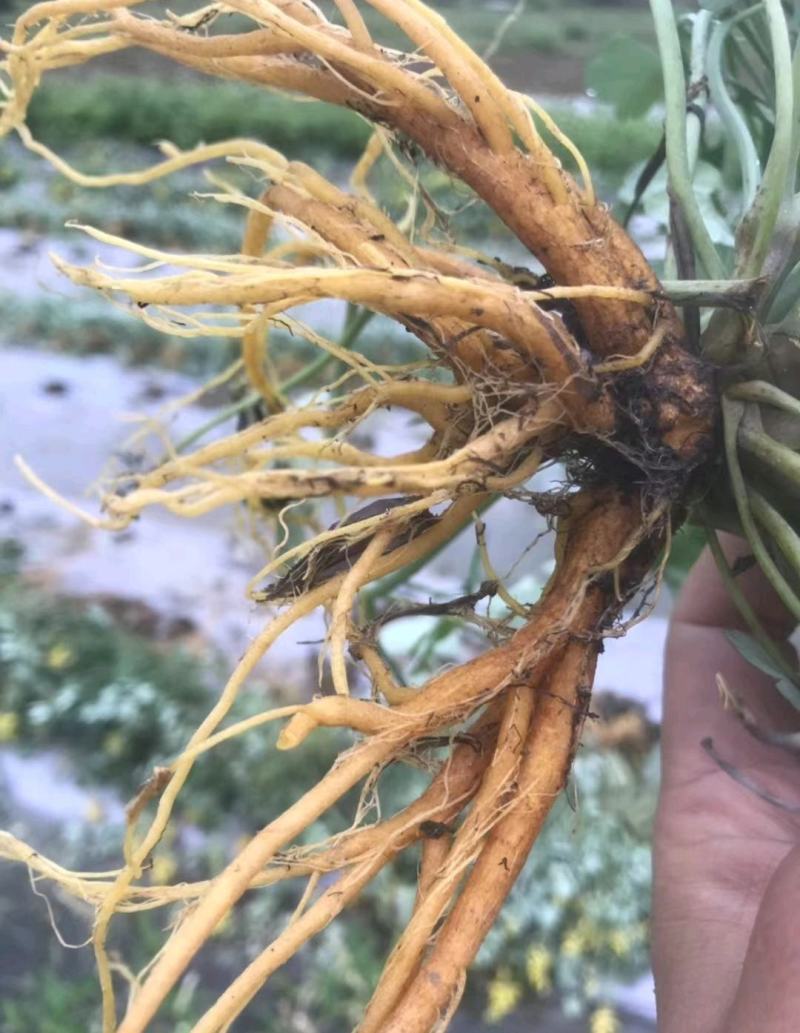 【推荐】广西南宁岩黄连干货