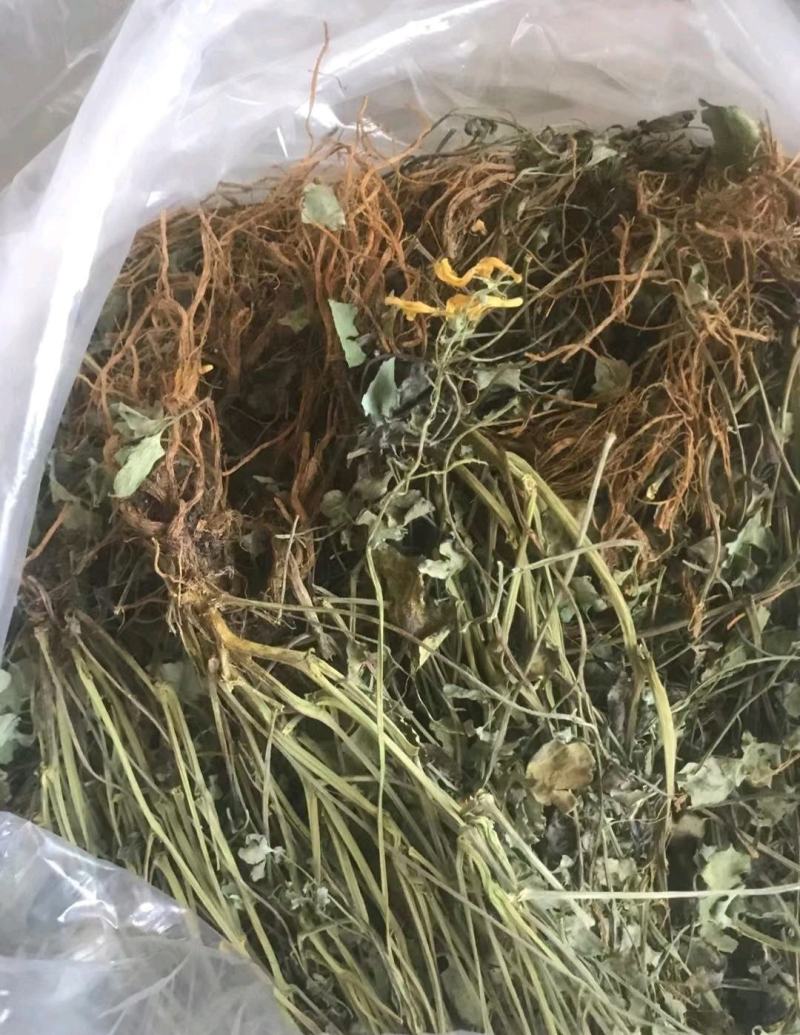 【推荐】广西南宁岩黄连干货