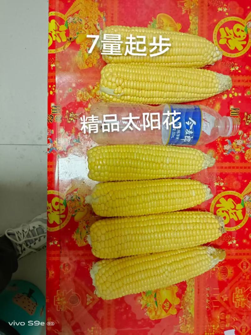 有机水果玉米质量保证基地种植每天40000斤联系