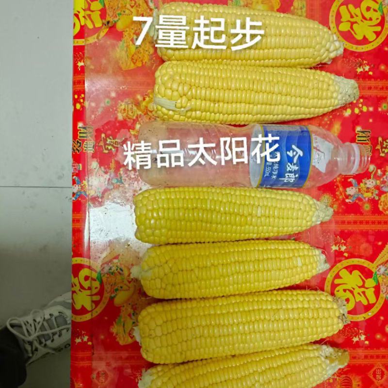 有机水果玉米质量保证基地种植每天40000斤联系