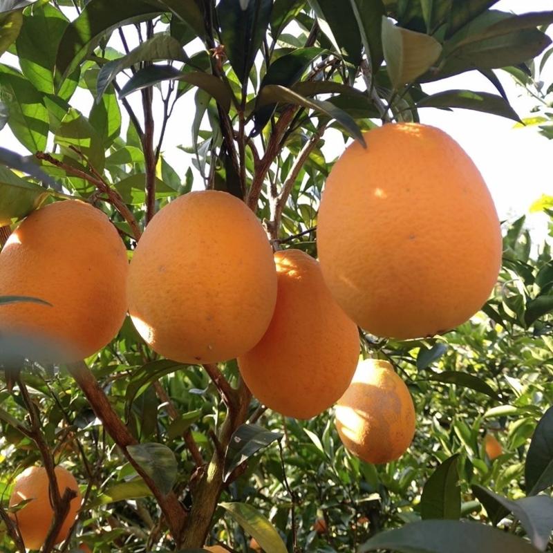 【精品】宜昌长虹脐橙大量现货质量保证供应全国市场批发