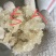 雪燕，拉丝雪燕，云南雪燕，进口雪燕，2a，3a，小龙须