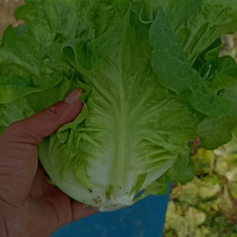 精品生菜不接球，不包心