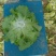 精品生菜不接球，不包心