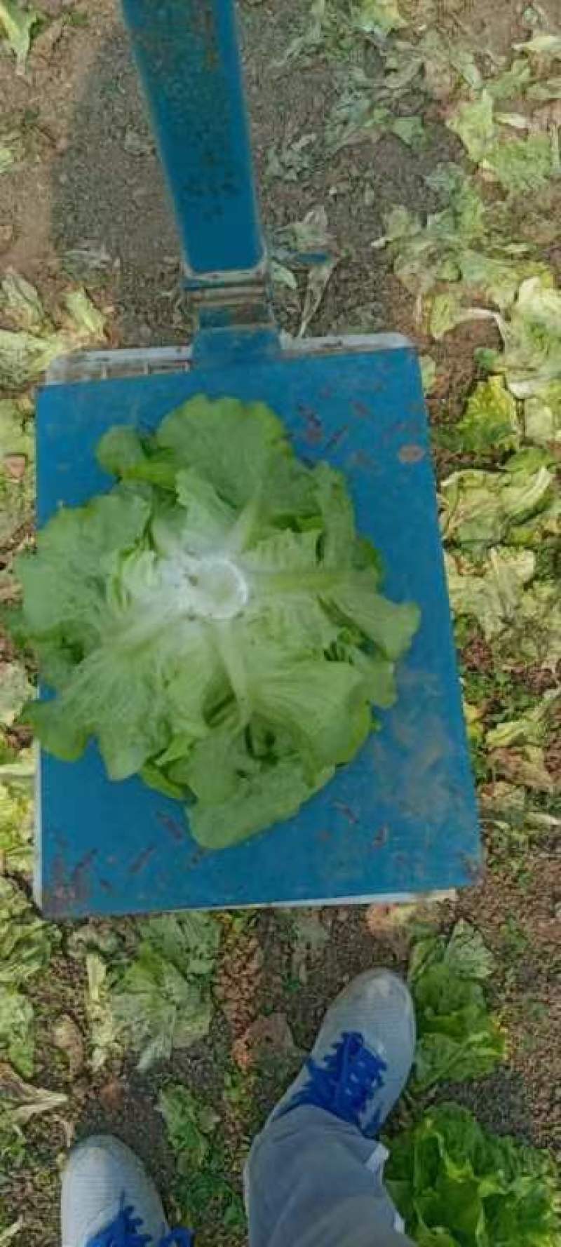 精品生菜不接球，不包心