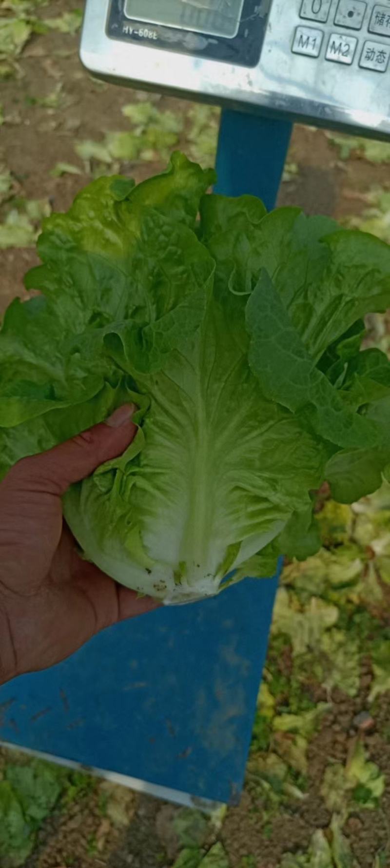精品生菜不接球，不包心
