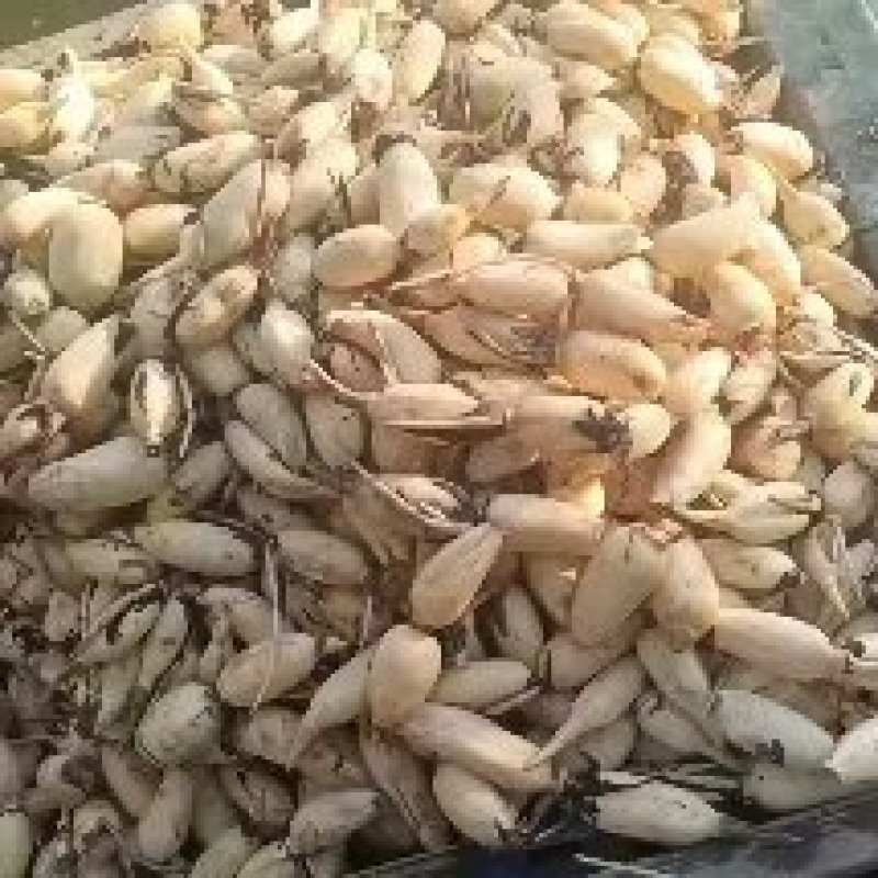 水洗无泥无杂藕头