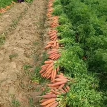 大量批发小燕顶胡萝卜地头直发一手货源欢迎实地考察，沙地胡