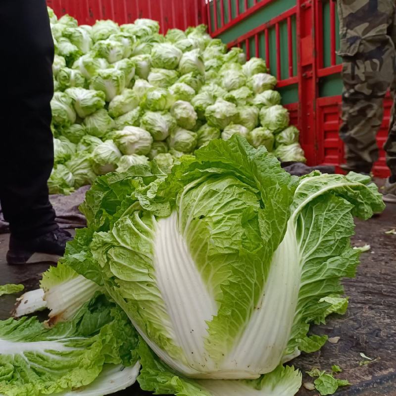 冬季大白菜山东白菜全国发货支持视频看货