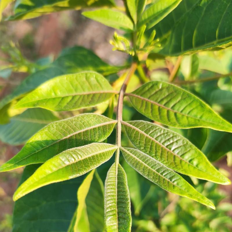 中花吴茱萸吴萸茶辣漆辣子臭辣子树左力纯幽子米辣子