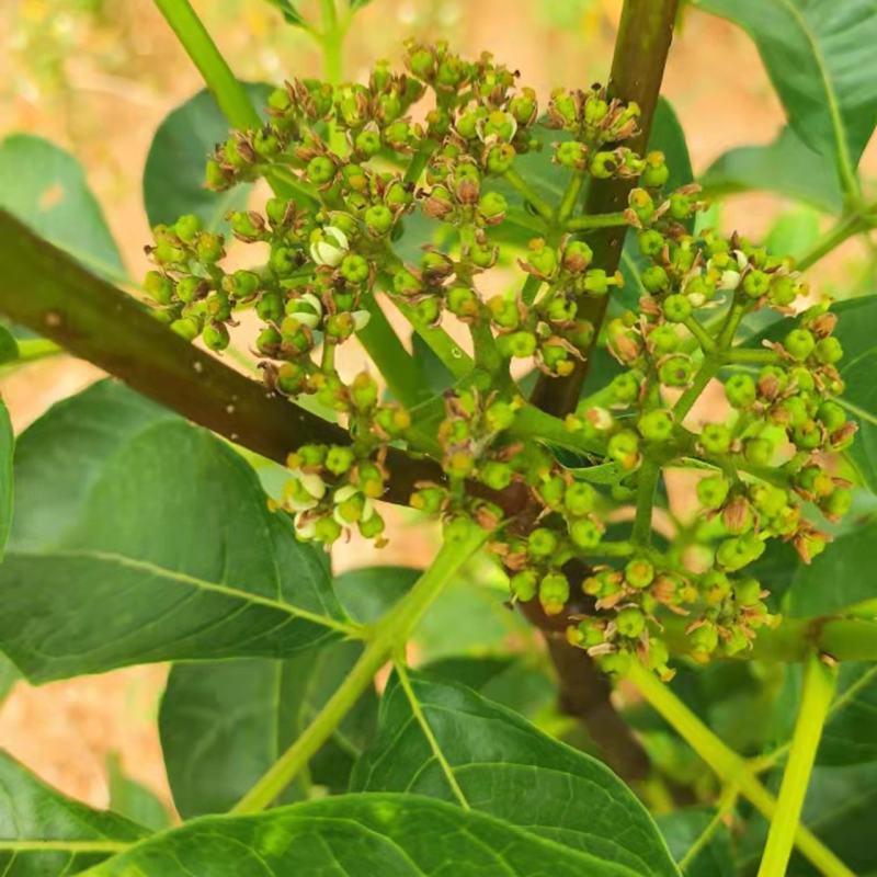 中花吴茱萸吴萸茶辣漆辣子臭辣子树左力纯幽子米辣子
