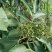 中花吴茱萸吴萸茶辣漆辣子臭辣子树左力纯幽子米辣子